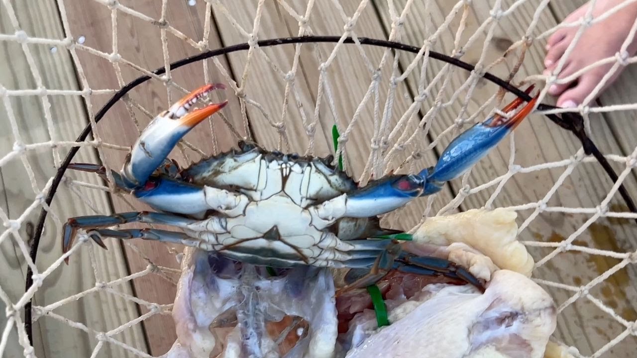 Crabbing on Fripp Island 2024 - Using Crab Nets for Blue Crabs