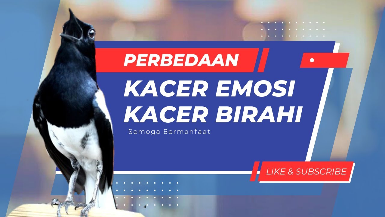 3 Cara Membedakan Over Emosi dan Over Birahi Burung Kacer