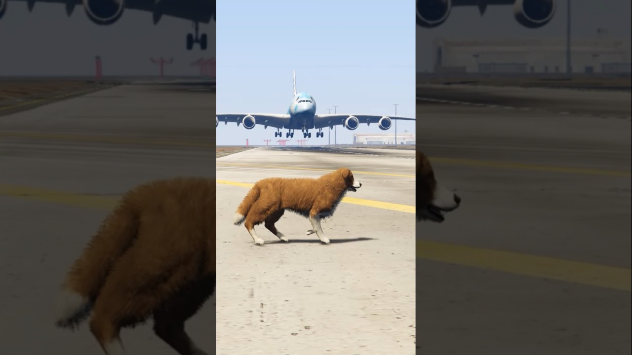 Australian Shepherd Wonders On Active Runway During Airbus Makes Hard Landing - Gtav
