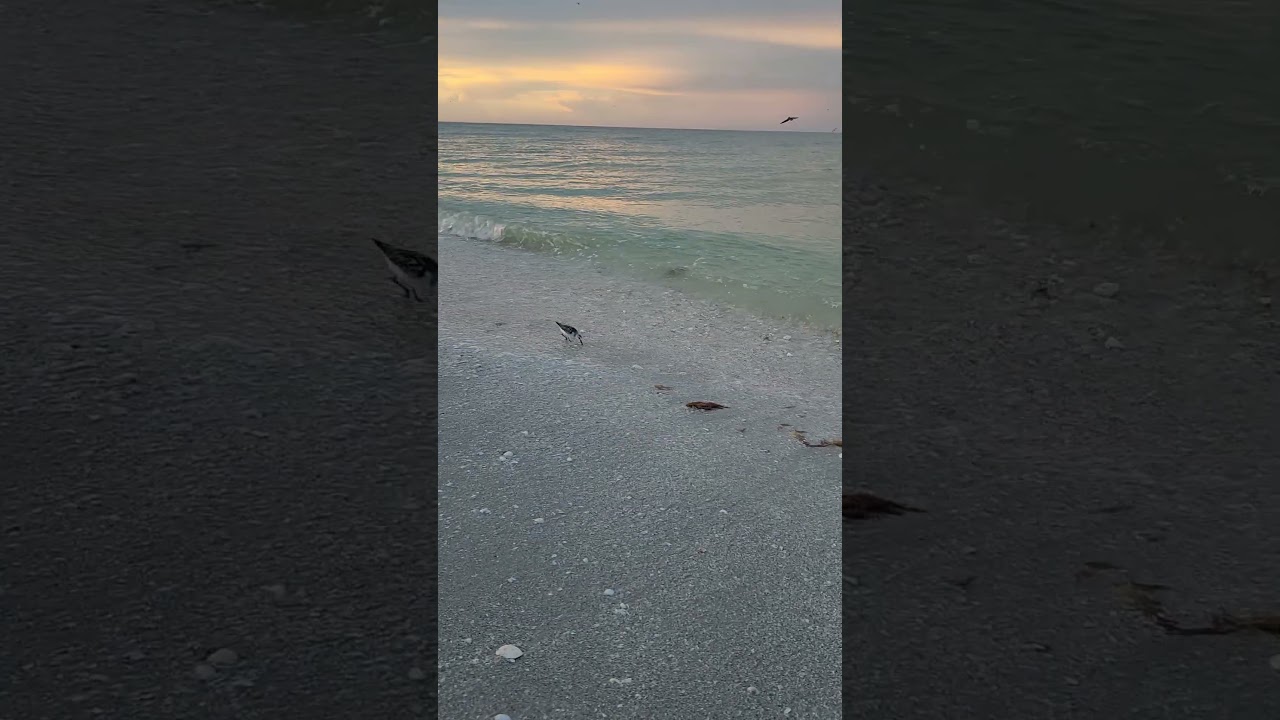 Sanibel Island - Virtual Shelling, Huge Shell Pile On The Tide Line