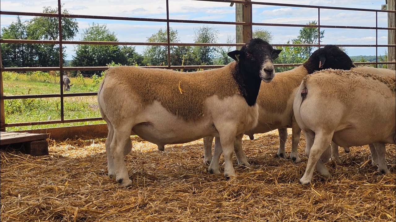 Stud and Yearling Pen