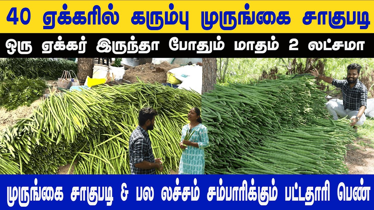 40 ஏக்கரில் கரும்பு முருங்கை | ஏக்கருக்கு 