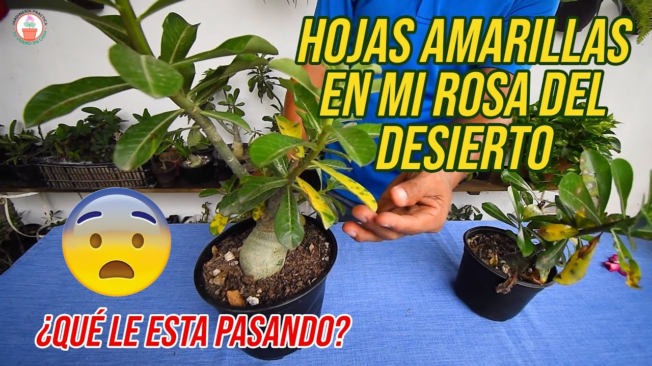 ¿Porqué le salen hojas amarillas a mis Rosas del Desierto? Tallos flácidos