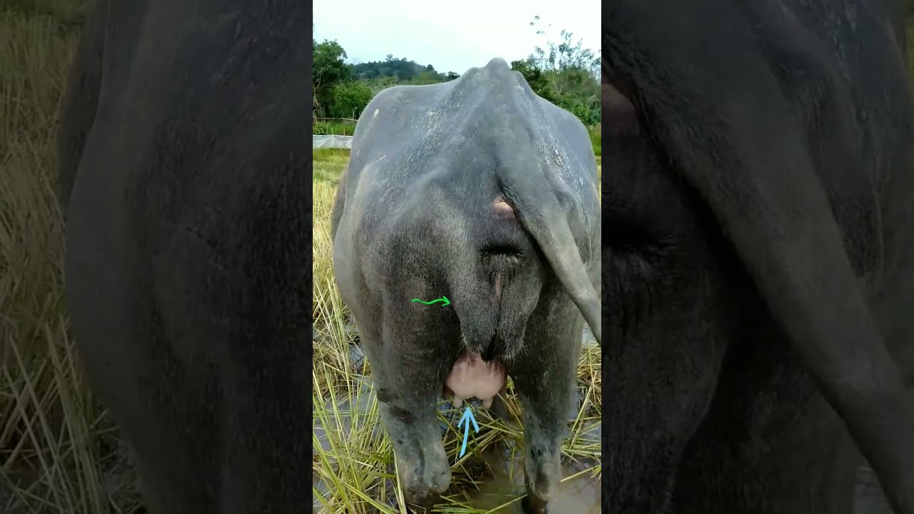 ciri kerbau hamil tua kelihatan dari susu dan V nya#nqc#online#animals#natural#shorts#youtubeshorts