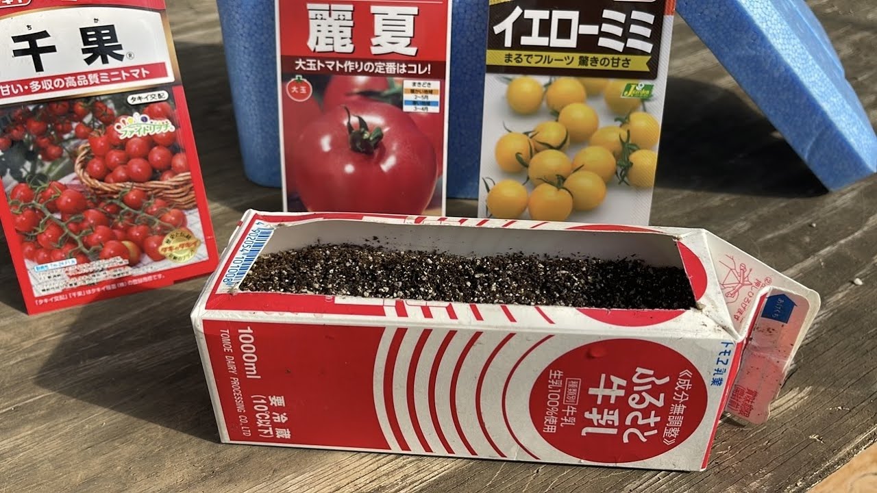 トマト・ミニトマト栽培　ビニールハウスもトンネルも必要ありません（種から苗を簡単に作る方法）　23/2/16