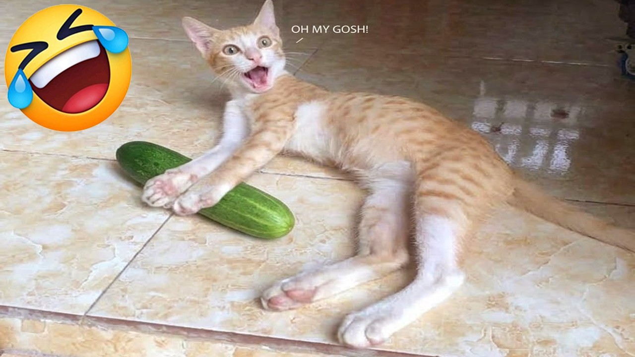 Try Not To Laugh 🤨 Funniest Cats & Dogs 😻 Funny Animals