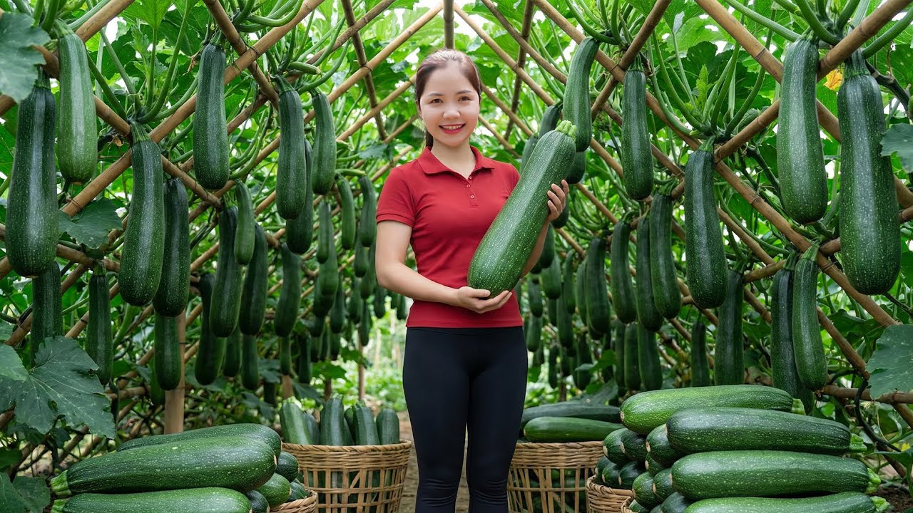 TIMELAPSE -- Harvest 1000+ Giant Green Squash, Eggplant, Tomatoes, Pumpkins ... Go to Market Sell