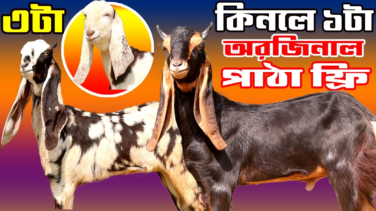 পাইকারী দামে পিওর ব্রিড ও উন্নত হাই কোয়ালিটি কালারফুল ছাগলের সমাহার | Hi Goat Farming