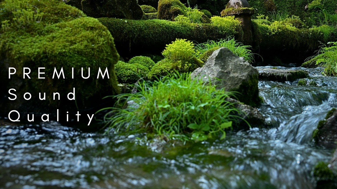 No Music - Soothing Forest Water Sounds