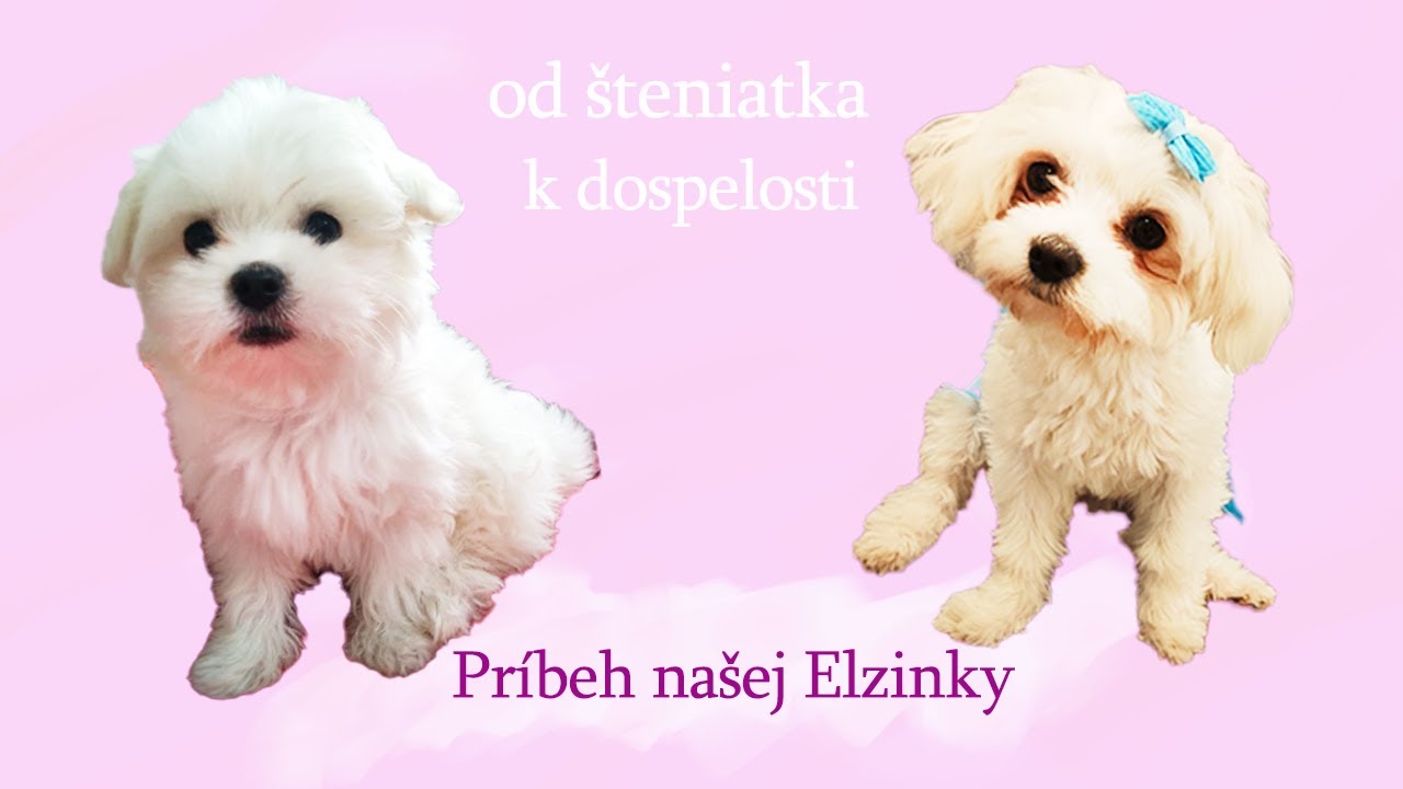 Príbeh našej Elzinky: od šteniatka k dospelosti. Cute Maltese puppy Elza😍