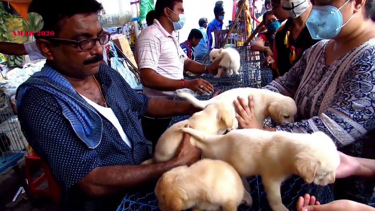 RECENT DOG PUPPY PRICE AT GALIFF STREET PET MARKET KOLKATA | CUTE DOG PUPPY | 4TH OCTOBER 2020 VISIT
