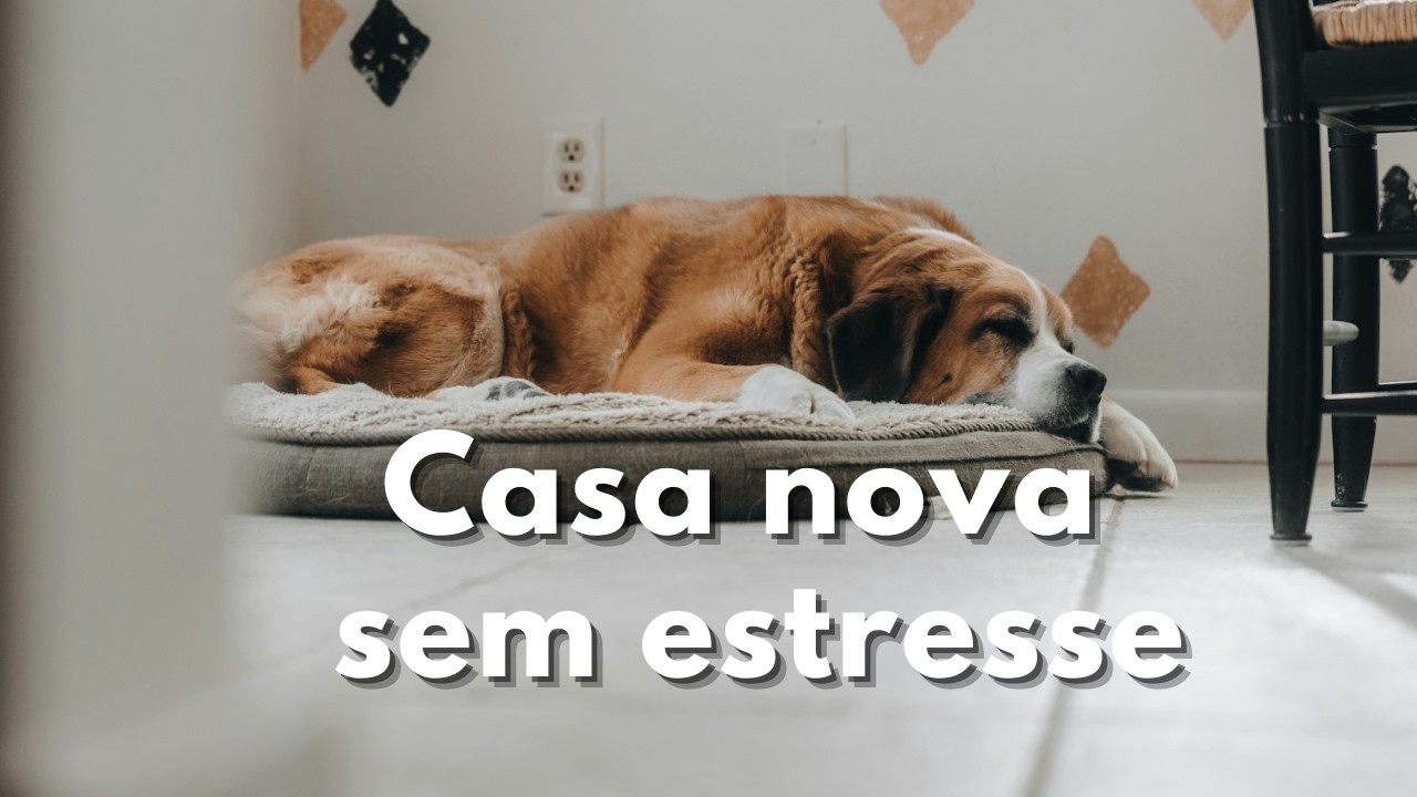 Manual que Todo Tutor Precisa para Mudar de Casa com o Cão ou Viajar com Ele