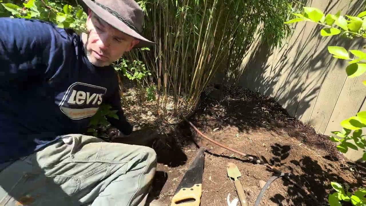Clumping Bamboo in the Northwest - Keeping Bamboo Contained