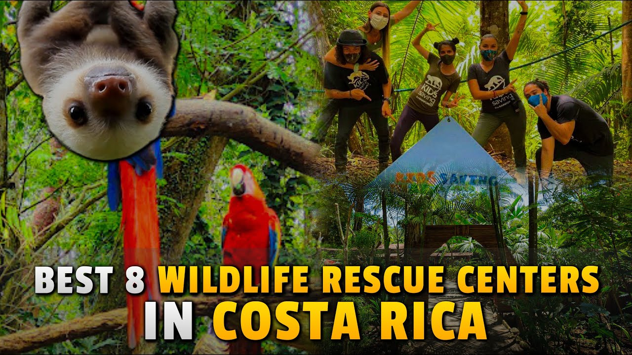 Best 8 Wildlife Rescue Centers In Costa Rica (Honest Review) | wildlife in costa rica