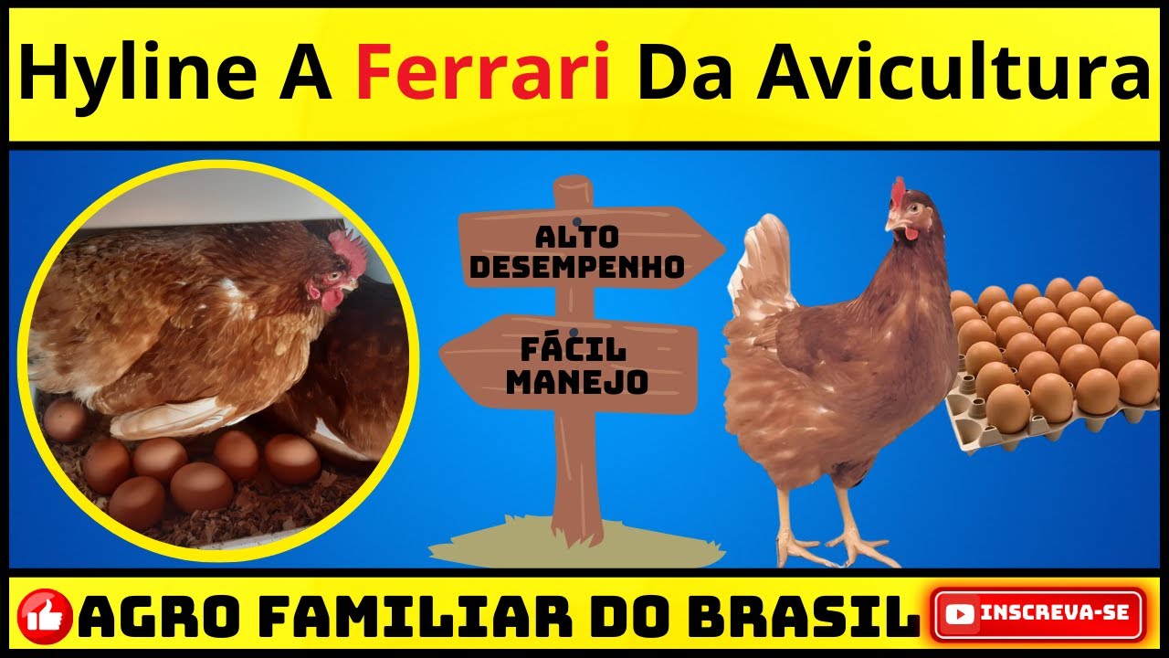 GALINHA CAIPIRA HYLINE: UM GUIA COMPLETO DA LINHAGEM