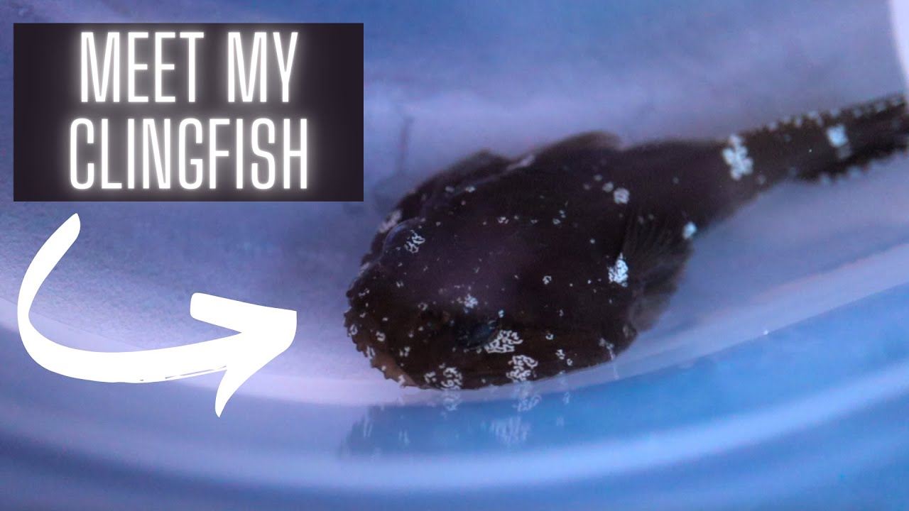 Clingfish: The Weirdest Fish Ive Ever Owned