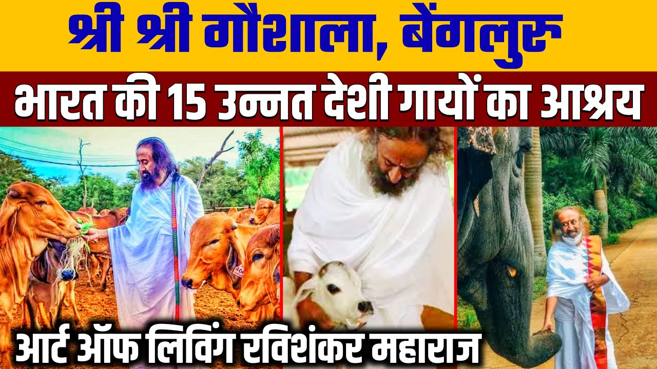 Sri Sri Ravi Shankar Ji की गौशाला, 15 नस्ल की गायों का संवर्धन । उत्तर से दक्षिण तक की नस्लें ।