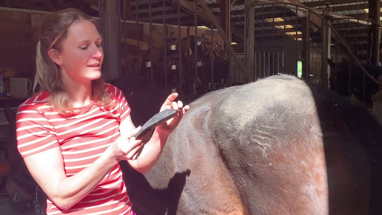 Grooming a thick winter coat