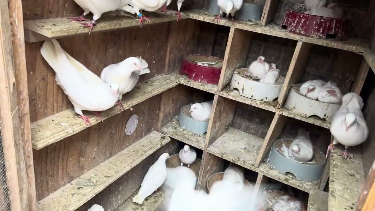 Update on the Cumulet&rsquo;s