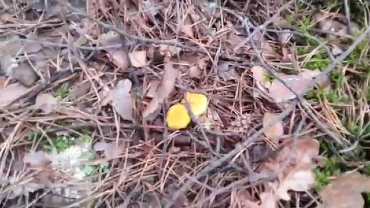 Где прячутся грибы лисички Cantharellus cibarius