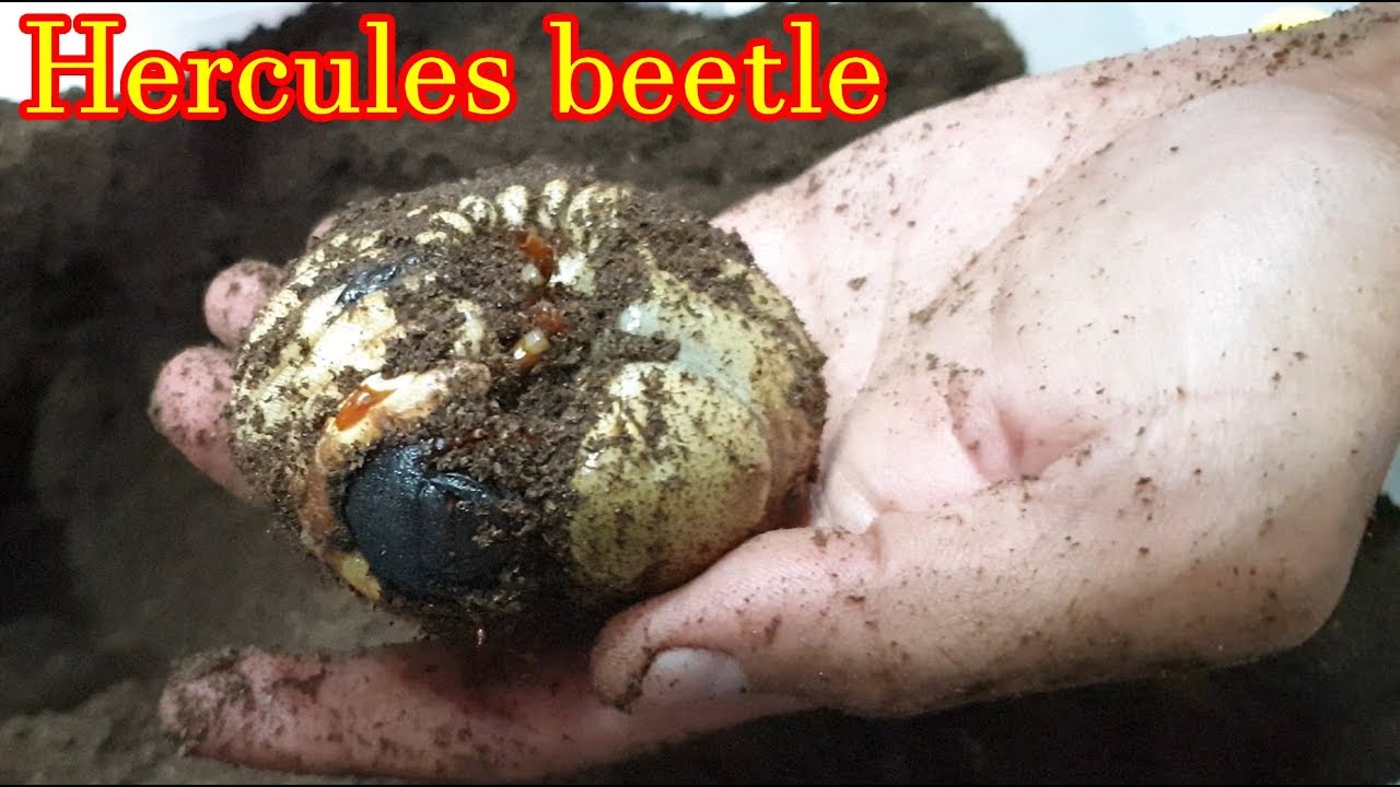 Жук-геркулес (Dynastes hercules) — самый известный и крупный из жуков-носорогов.