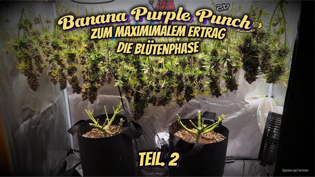 Die Bl&uuml;tenphase Banana Purple Punch Auto zum Maximaler Ertrag  Spider Farmer G4500 AC5 uvm.