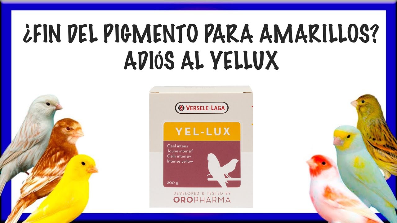 ¿FIN DEL PIGMENTO PARA AMARILLOS?😱ADIÓS AL YELLUX👋🏼