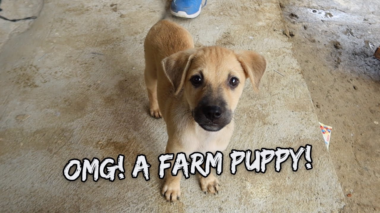 We Found a Puppy At Our House - May 20, 2022 | Vlog #1497