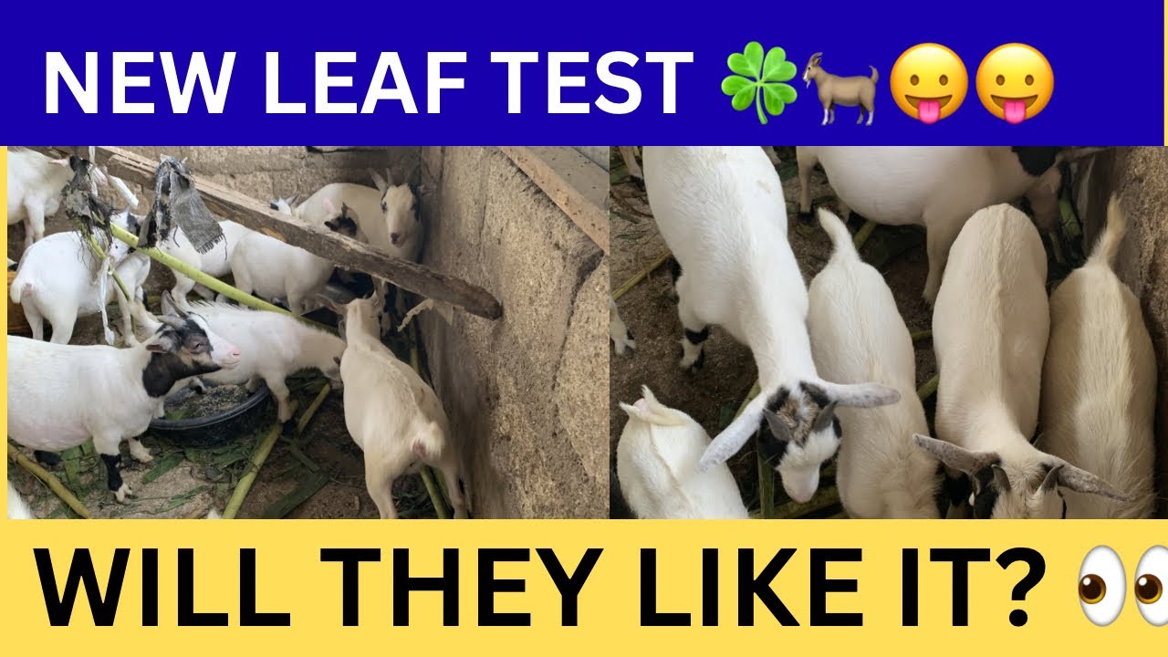 Baby Goat Snack Discovery — New Leaf Test 🐐🍀 (Live)