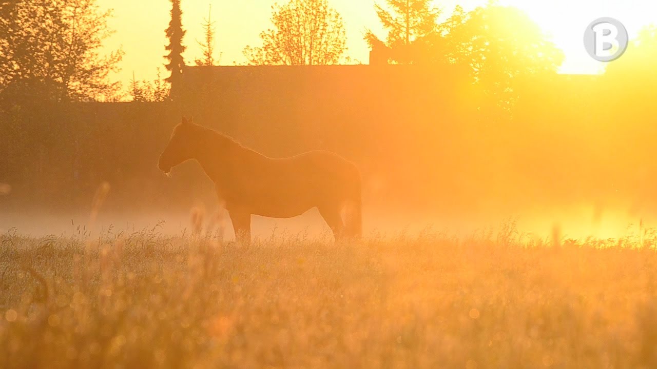 Buurtlink TV: Dauwtrappen in Gouderak