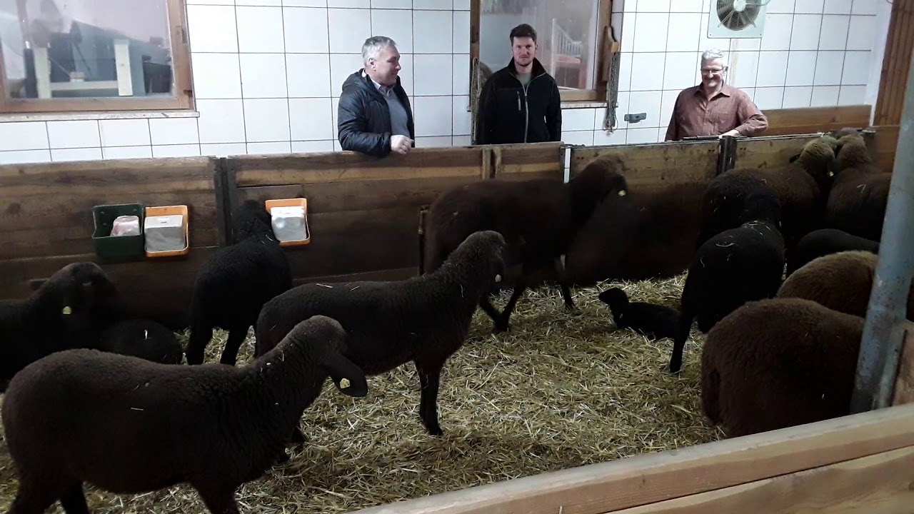 Rassenvorstellung Braunes Bergschaf