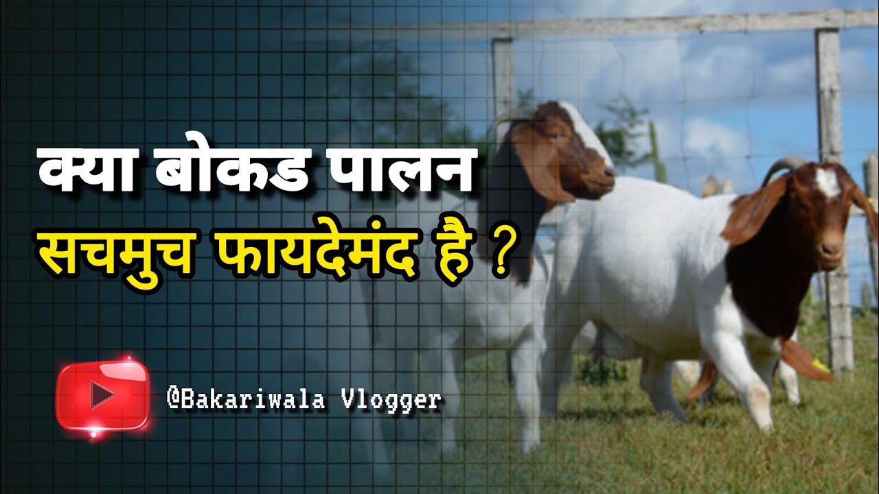 बड़ा मुनाफा! बोकड पालन शुरू करने से पहले ये 5 बातें जान लो । Goat Farming Business Plan