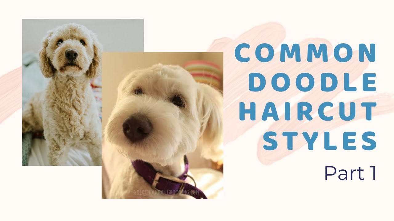 Common Doodle Haircuts Part 1 - Styles for Goldendoodles, Labradoodles, Aussiedoodles & Bernedoodles