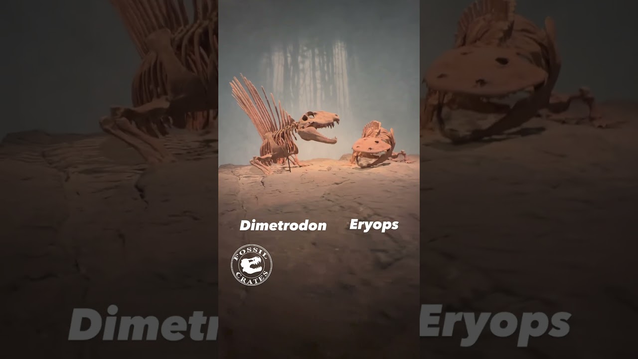 Prehistoric Showdown: Dimetrodon vs Eyrops!