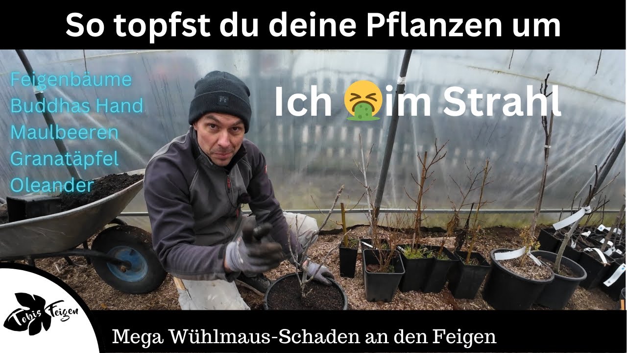 So topfst du deine Pflanzen um | Mega Wühlmausschaden an den Feigen