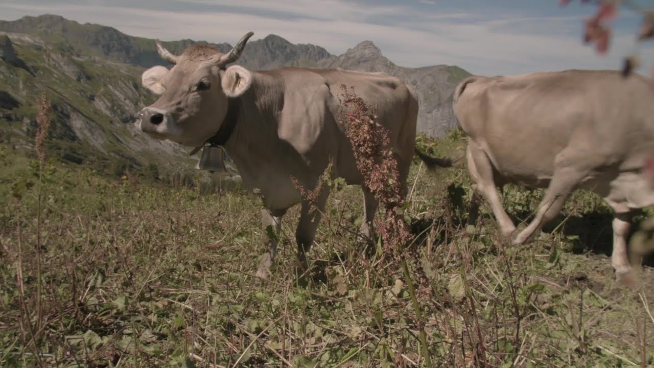Schweizer Alpkäse | Alp Heufrutt, Obwalden