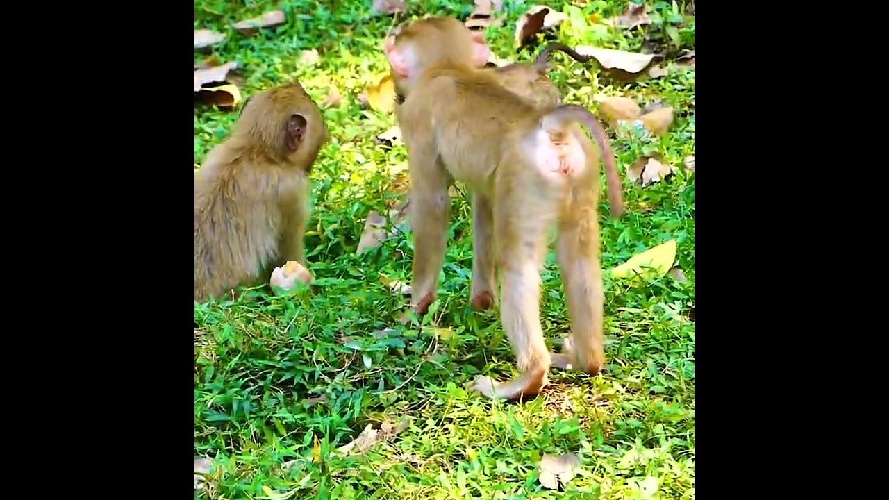 300k bad action of monkey Tom ! rush to bitte Rainbow big scream so loud trillion pitiful big brat b