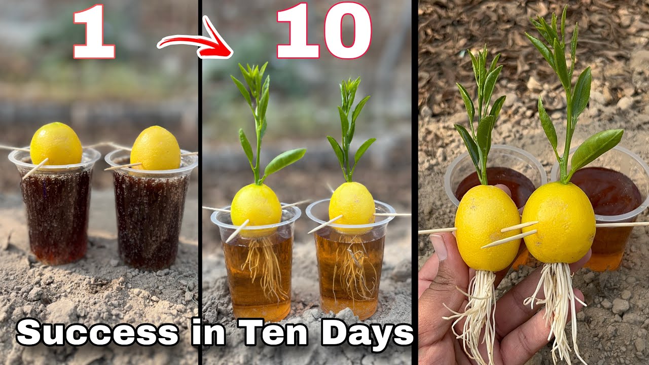 Grow Lemon Tree Faster Using Pepsi & Aspirin | Gardening Experiment |