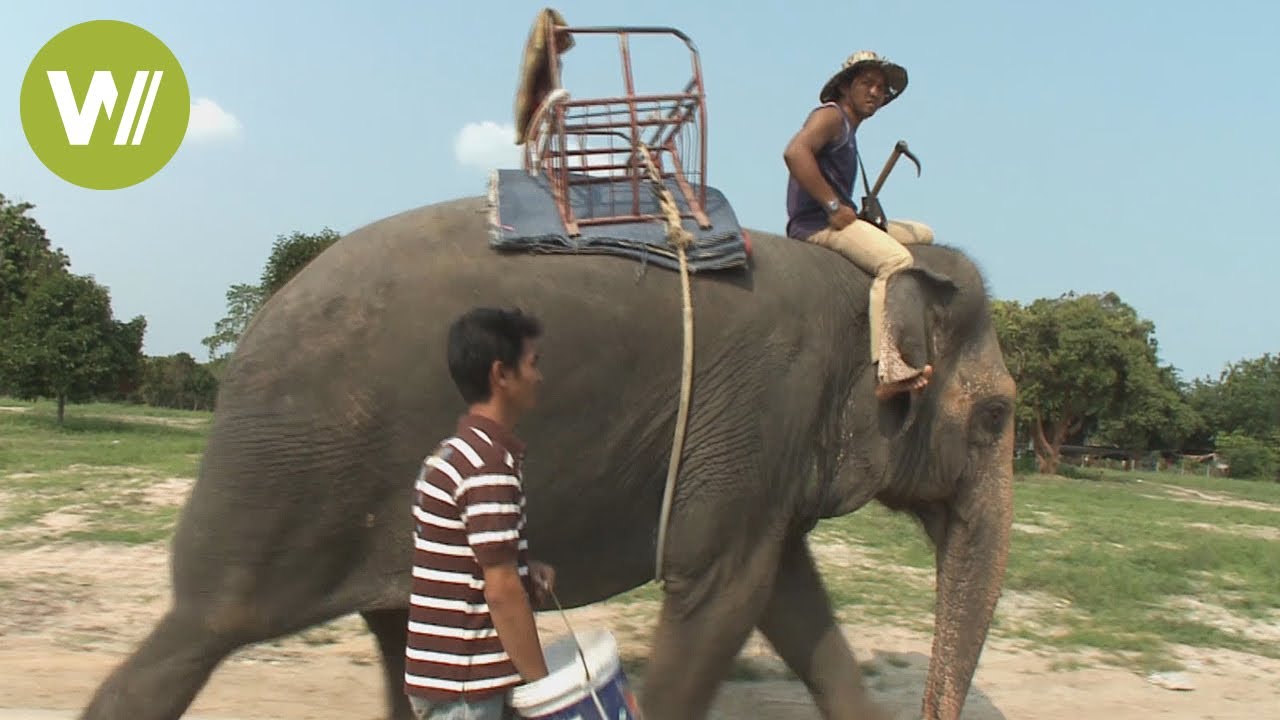 Thailand: Elefantendame und ihre Mahout gehen auf Abenteuer