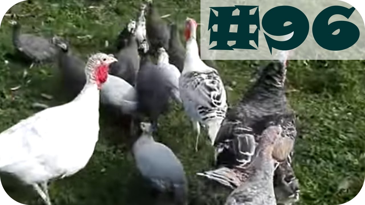 #96 - Drób ozdobny - perliczki, Indyki, kury i kaczki na wybiegu