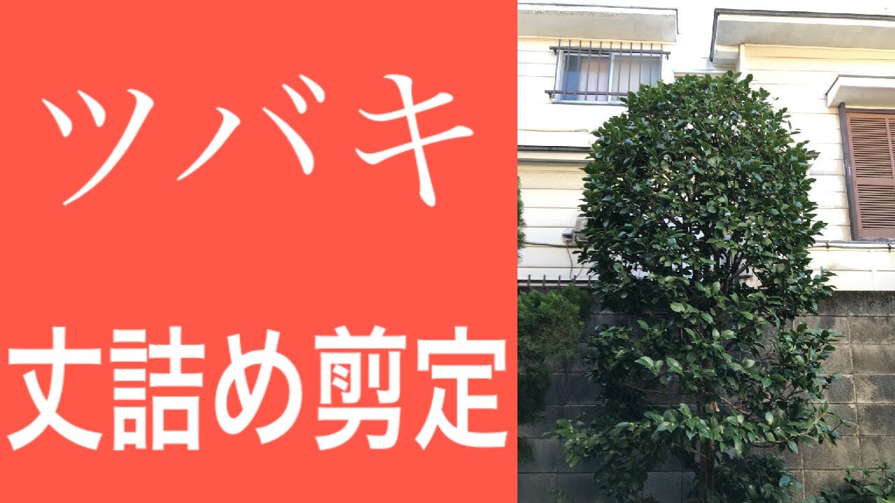 説明しながら行う！大きくなってしまったツバキの丈詰め剪定（字幕対応）
