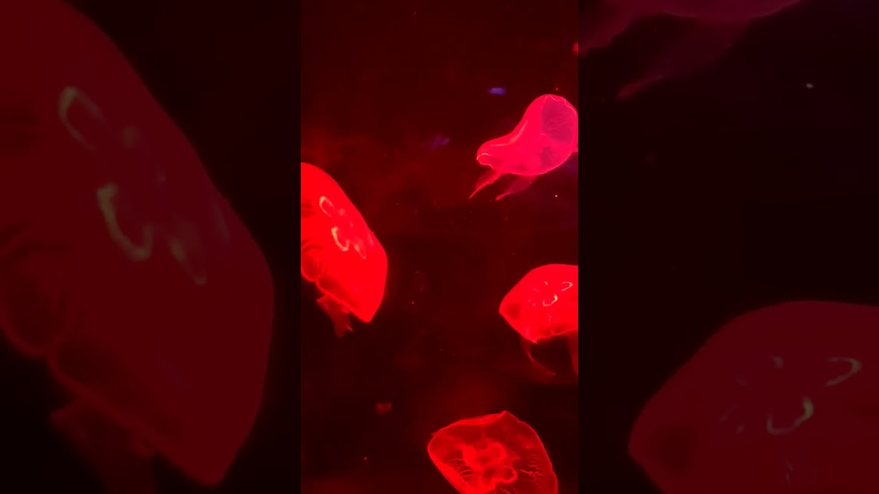 Dancing Jelly #jellyfish #jellyfishentertainment #jellyfishsquad #jelly  #oceanpark #attractionlaw