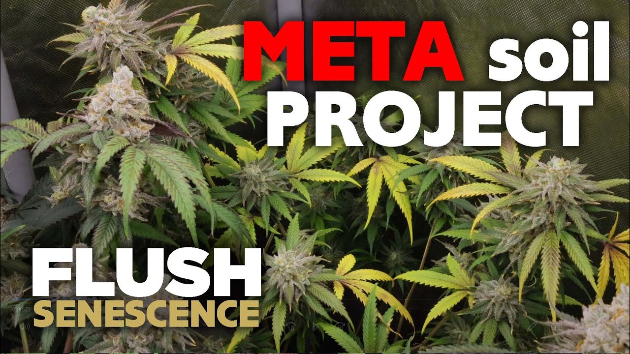 Episode 13 &ndash; Flushing, Senescence & Final Days before Harvest - FULL