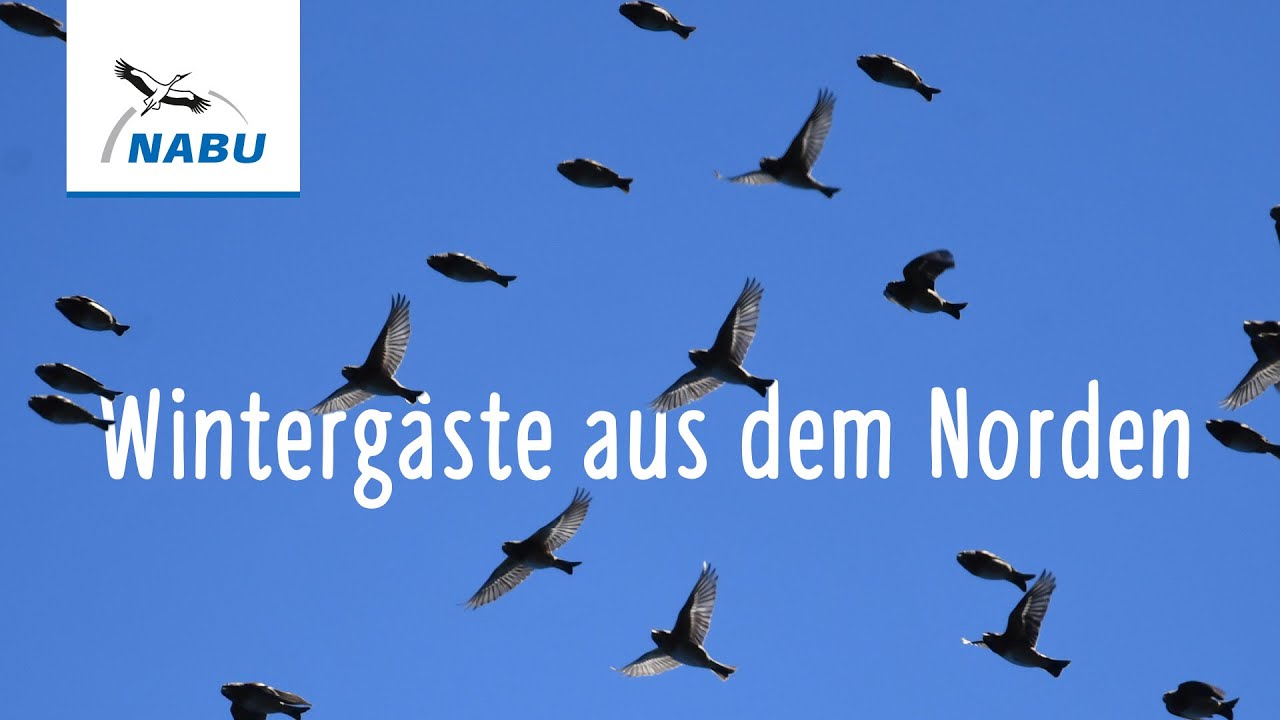 Bergfinken in Baden-Württemberg