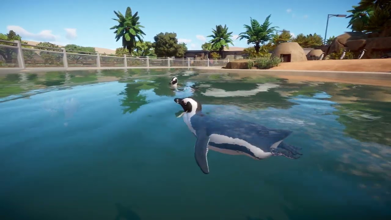 African Penguin | Planet Zoo Animals