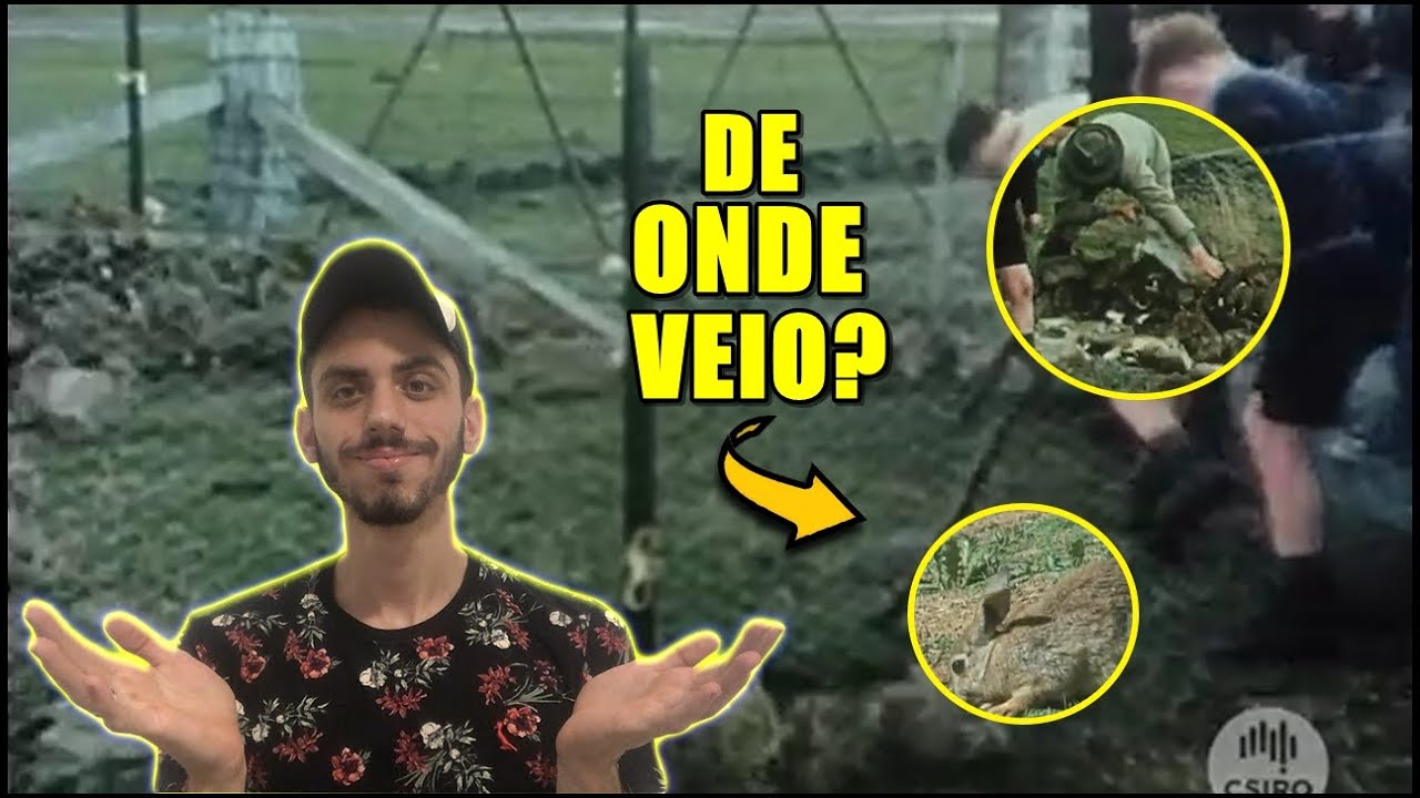 HISTÓRIA DO COELHO - DE ONDE SURGIU ESSES PELUDINHOS?