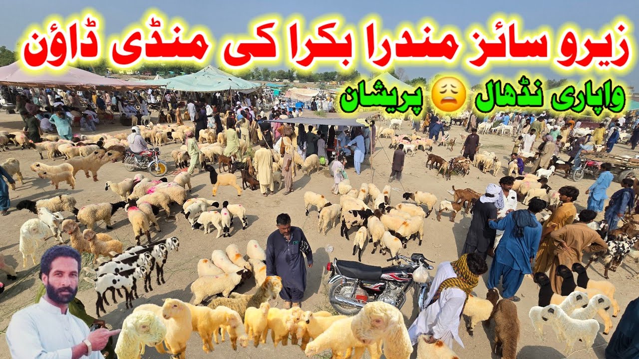 Biggest zero size mundra chatra bakra ki mandi of dgkhan || ablakprintmundrabakramandi #balochmandi
