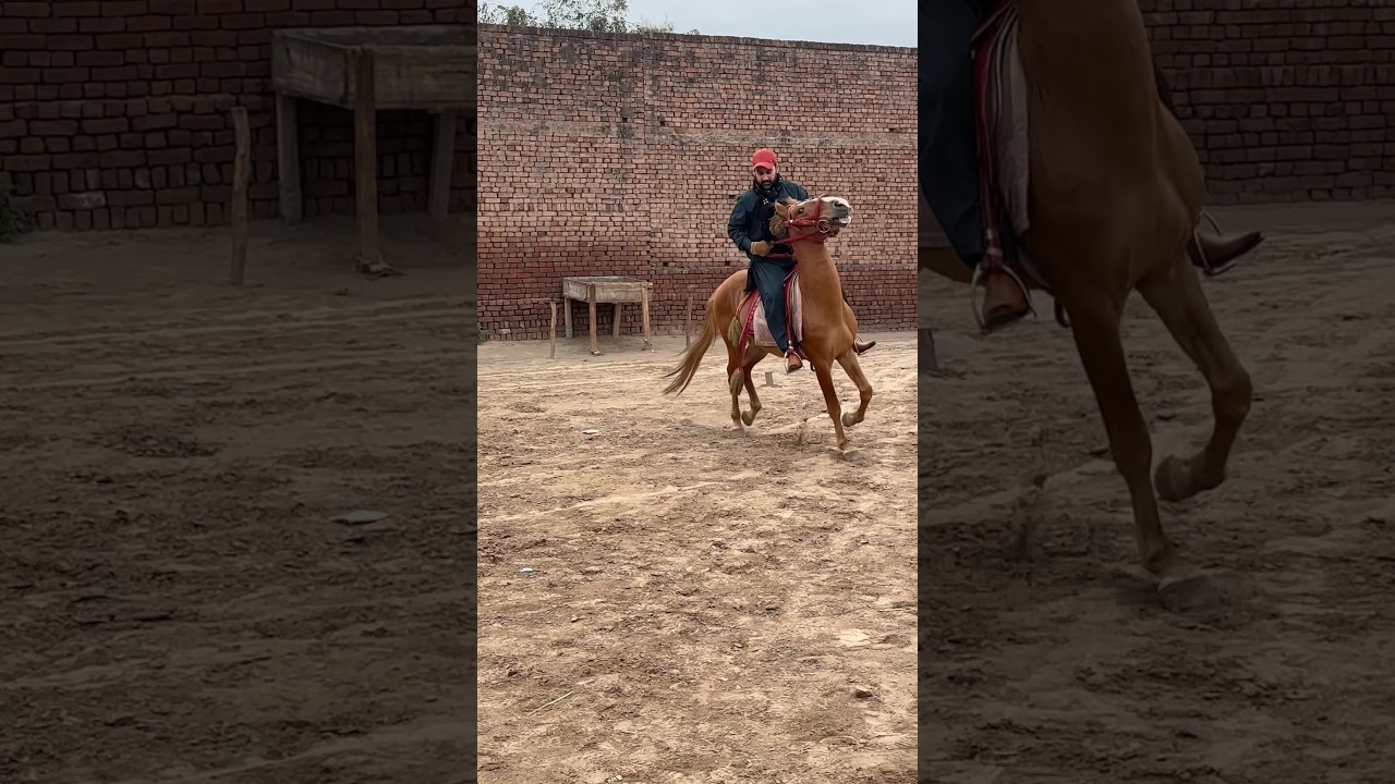 Rider-syed adeel bukhari | Training of horse @Gameofhorses #youtubeshorts #nezabaziinpakistan #yt