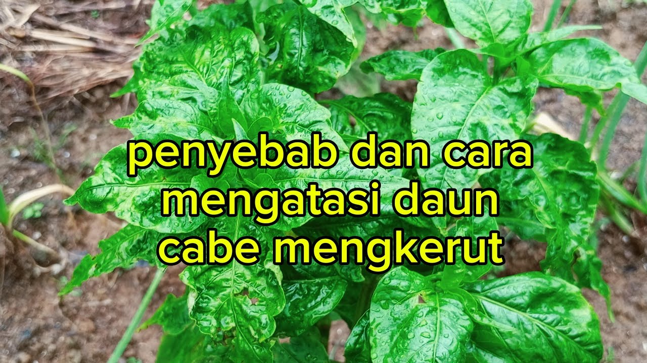 Penyebab dan cara mengatasi daun cabe mengkerut