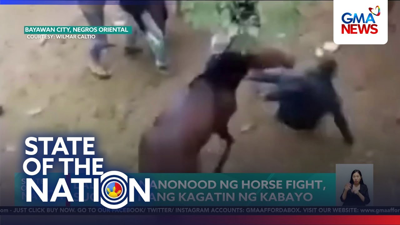 Lalaking nanonood ng horse fight, sugatan nang kagatin ng kabayo | SONA